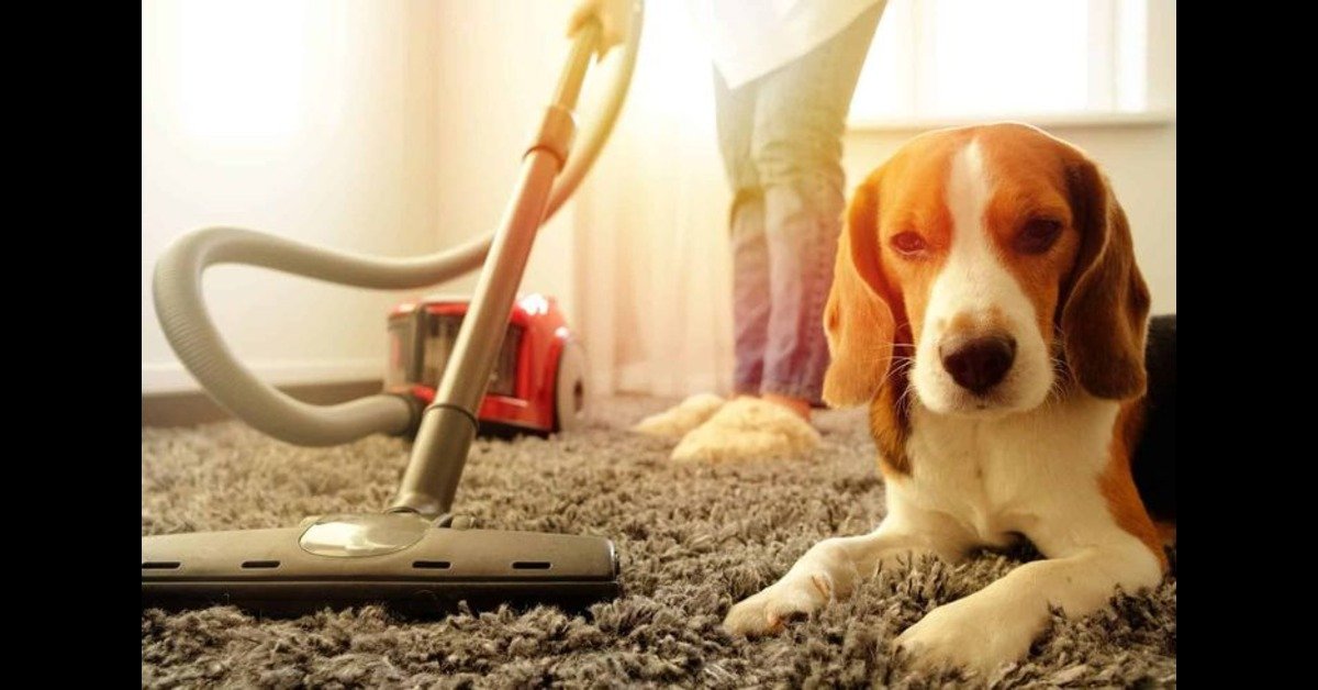 Say Goodbye to Pet Odors in Manhattan – Fast, Safe & Guaranteed Solutions!