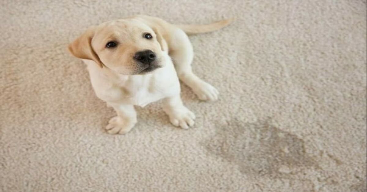 Pet Odor Removal Services